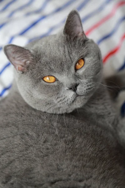 Çok güzel kabarık kedi