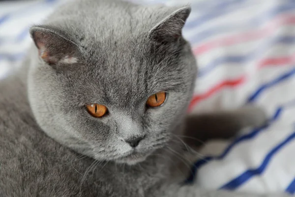 Очаровательный пушистый кот — стоковое фото