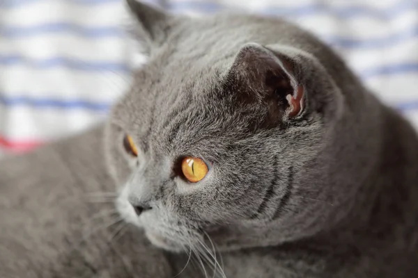 Çok güzel kabarık kedi