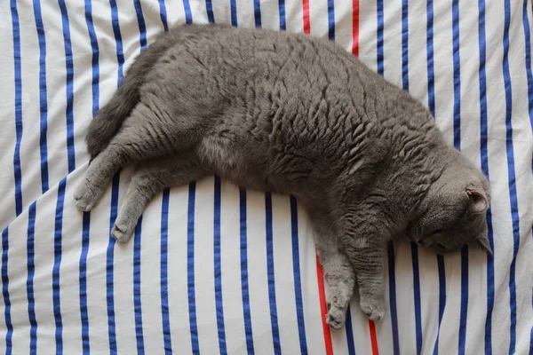 Çok güzel kabarık kedi