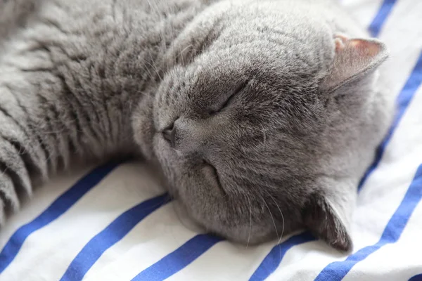 Çok güzel kabarık kedi