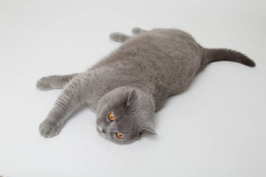 Studio komik İngiliz kedi