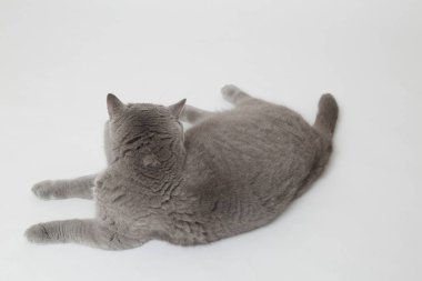 Studio komik İngiliz kedi