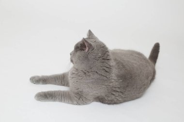 Studio komik İngiliz kedi