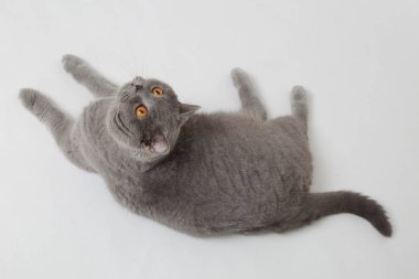 Studio komik İngiliz kedi