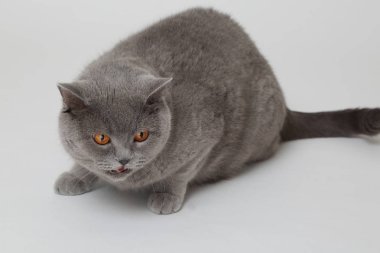 Studio komik İngiliz kedi