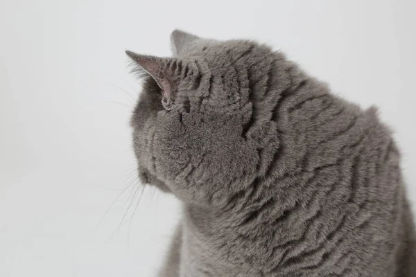 Śmieszne Kot Brytyjski Studio — Zdjęcie stockowe