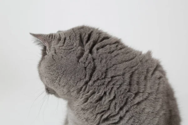 Gato Britânico Engraçado Estúdio — Fotografia de Stock