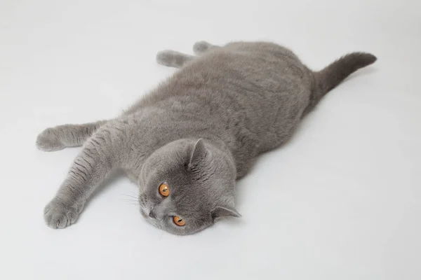 Gato Britânico Engraçado Estúdio — Fotografia de Stock