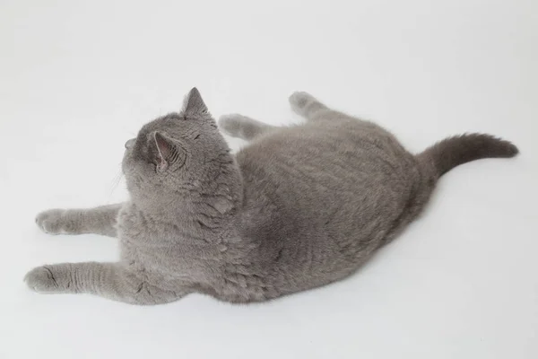 Lustige Britische Katze Studio — Stockfoto