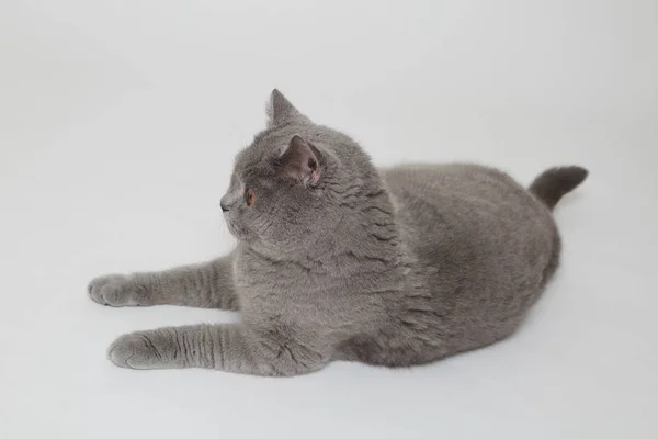 Очаровательный портрет кошки — стоковое фото