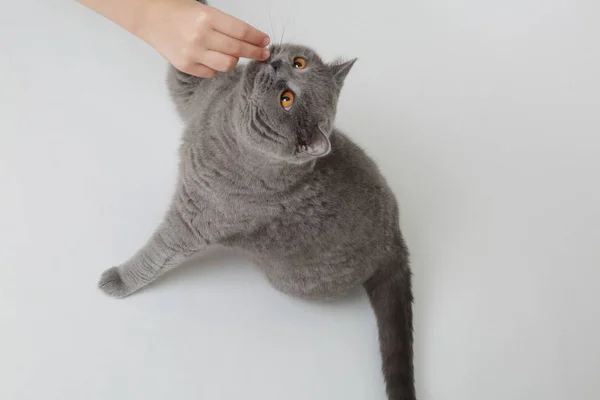 Gato Britânico Engraçado Estúdio — Fotografia de Stock