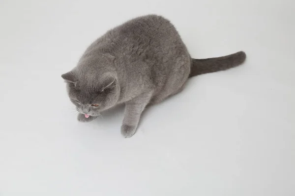 Смішні Кішки Британські Студії — стокове фото