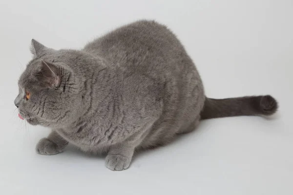 Adorable cat portrait — Stock Photo, Image