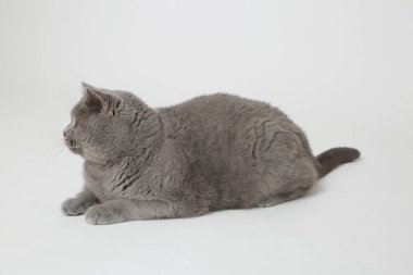 Studio komik İngiliz kedi