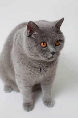 Studio komik İngiliz kedi