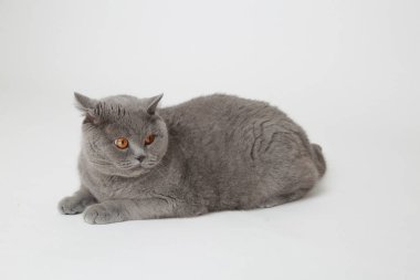 Studio komik İngiliz kedi