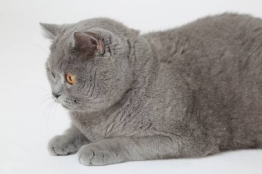 Studio komik İngiliz kedi