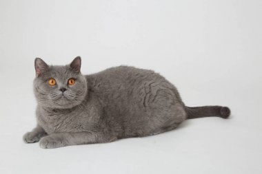 Studio komik İngiliz kedi