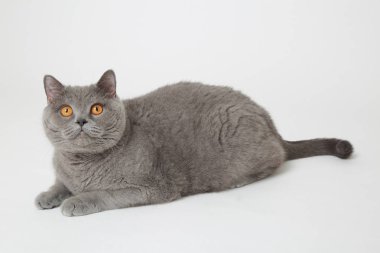 Studio komik İngiliz kedi