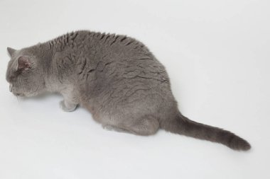 Studio komik İngiliz kedi