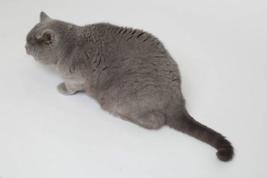 Studio komik İngiliz kedi