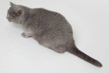 Stüdyoda sevimli ve komik İngiliz kedi