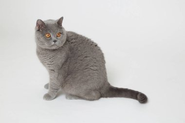 Stüdyoda sevimli ve komik İngiliz kedi