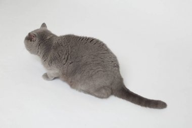 Stüdyoda sevimli ve komik İngiliz kedi