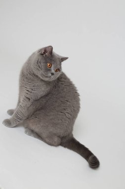 Stüdyoda sevimli ve komik İngiliz kedi