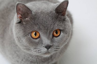 Stüdyoda sevimli ve komik İngiliz kedi