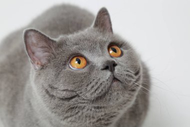 Stüdyoda sevimli ve komik İngiliz kedi