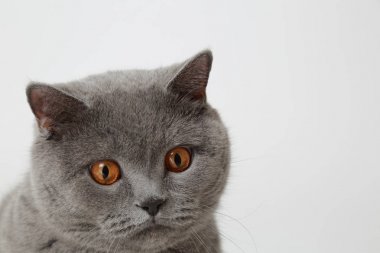 Stüdyoda sevimli ve komik İngiliz kedi