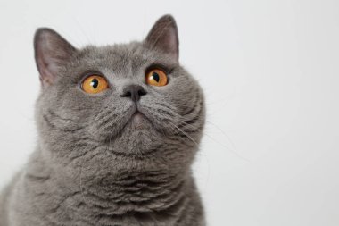 Stüdyoda sevimli ve komik İngiliz kedi