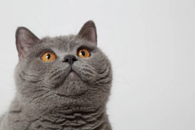 Stüdyoda sevimli ve komik İngiliz kedi