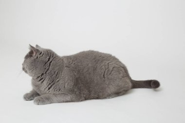 Yakışıklı kabarık kedi