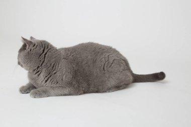 Yakışıklı kabarık kedi