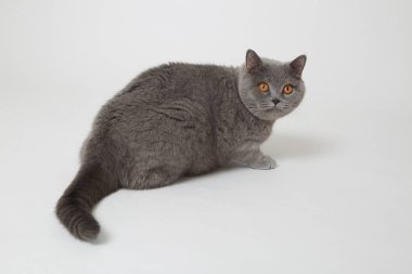 Yakışıklı kabarık kedi