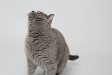 Yakışıklı kabarık kedi