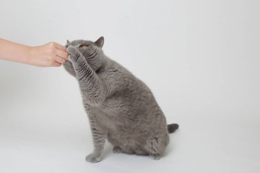 Yakışıklı kabarık kedi