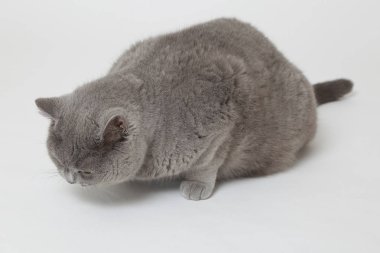 Yakışıklı kabarık kedi