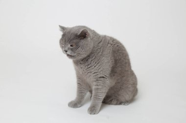 Yakışıklı kabarık kedi