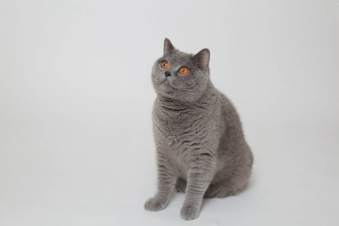 Yakışıklı kabarık kedi