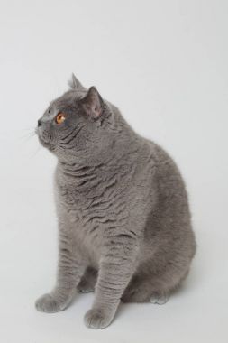 Yakışıklı kabarık kedi