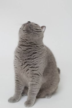 Yakışıklı kabarık kedi