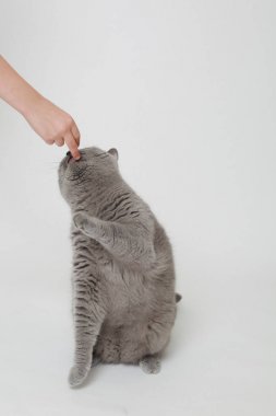 Yakışıklı kabarık kedi