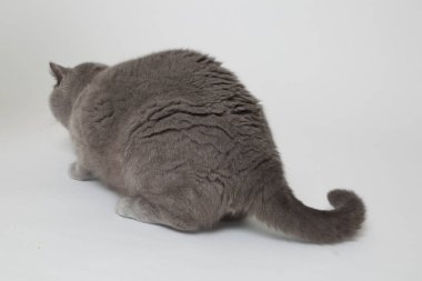 Studio komik İngiliz kedi