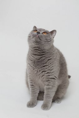 Yakışıklı kabarık kedi