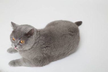 Yakışıklı kabarık kedi