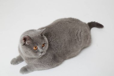 Yakışıklı kabarık kedi